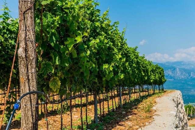 Гостевой дом Eco Winery Lipovac Apartments Цетине-16